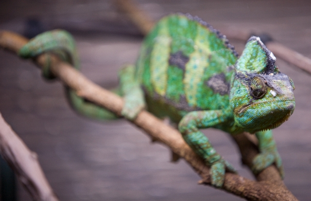 animals_Lizardandsnakes_1.jpg