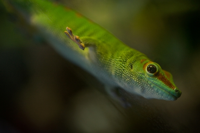animals_Lizardandsnakes_12.jpg