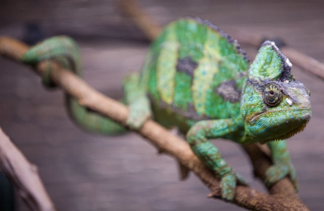 animals_Lizardandsnakes_6.jpg