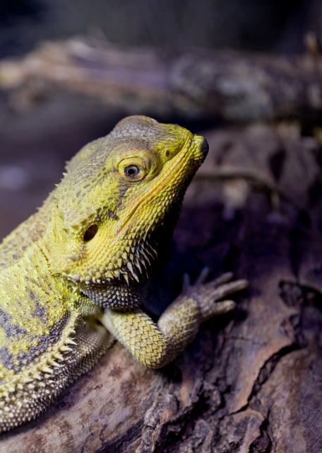 animals_Lizardandsnakes_8.jpg