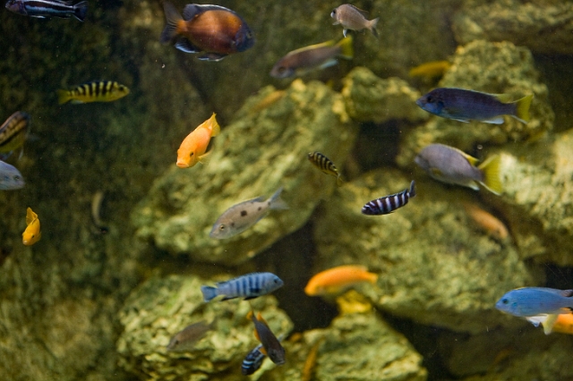 animals_fish_2.jpg