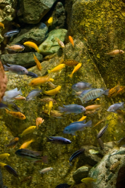animals_fish_3.jpg