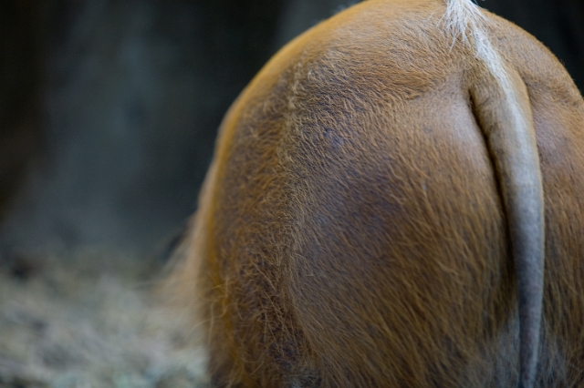 animals_zoo_13.jpg