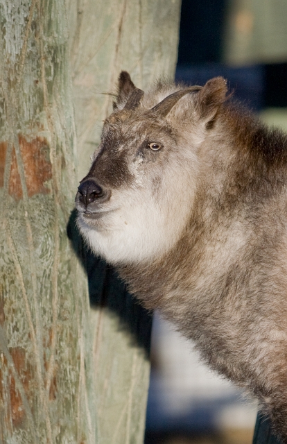 animals_zoo_3.jpg