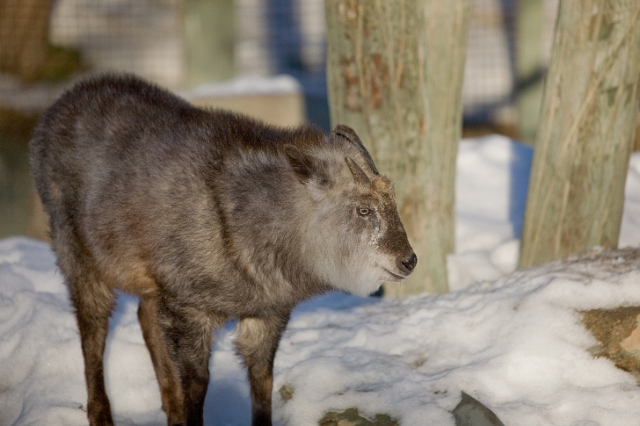 animals_zoo_4.jpg