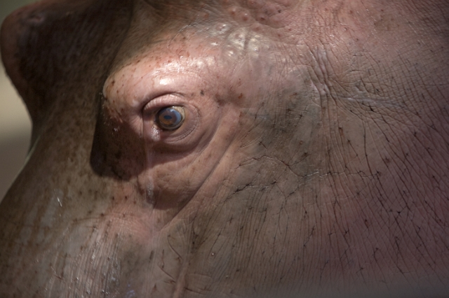 animals_zoo_5.jpg
