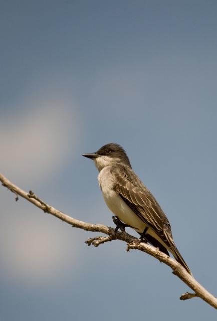 birds_chickadee_1.jpg