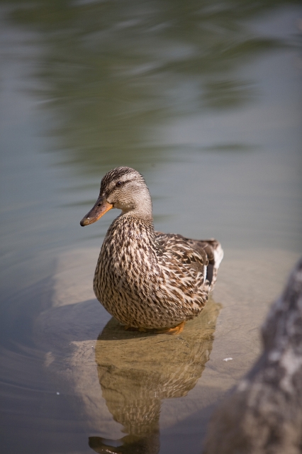 birds_ducks_1.jpg