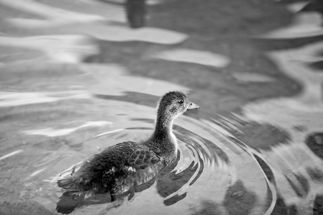 birds_ducks_2.jpg