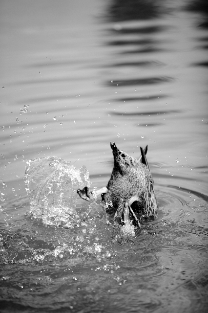 birds_ducks_3.jpg