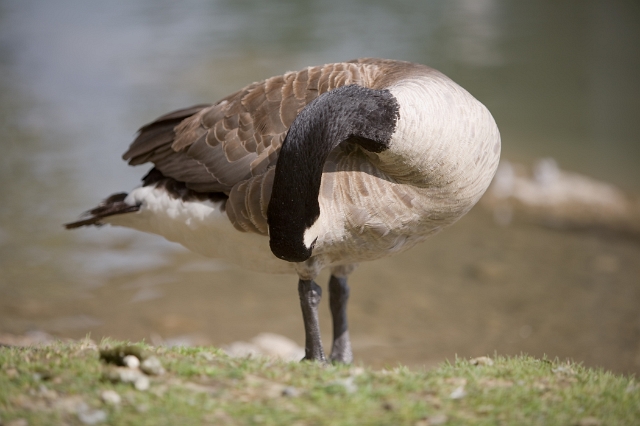 birds_goose_geese_1.jpg