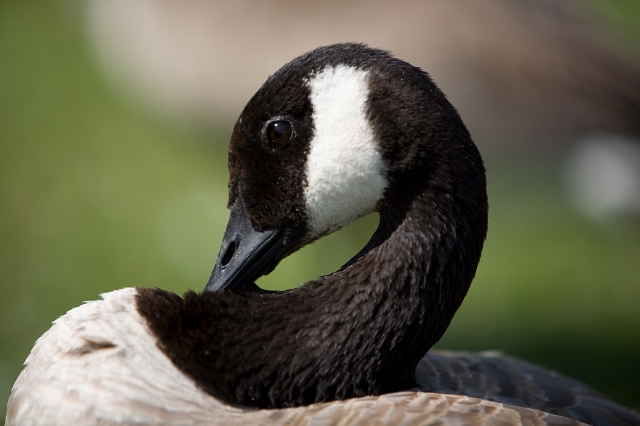 birds_goose_geese_3.jpg