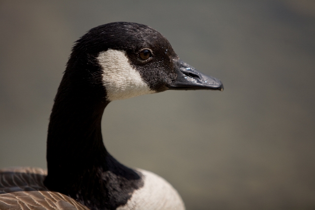 birds_goose_geese_4.jpg