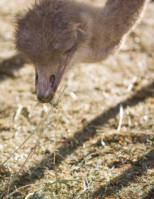 birds_ostrich_1.jpg