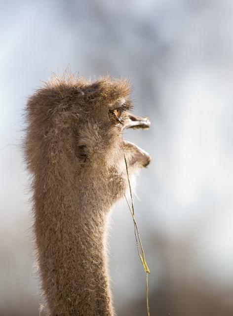 birds_ostrich_2.jpg