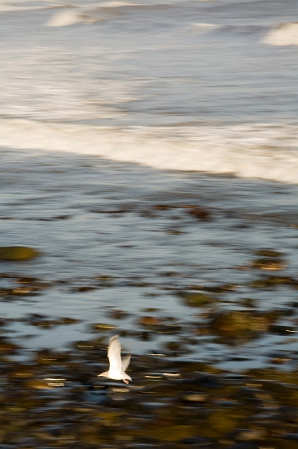 birds_seagulls_1.jpg