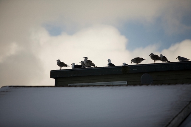 birds_seagulls_4.jpg