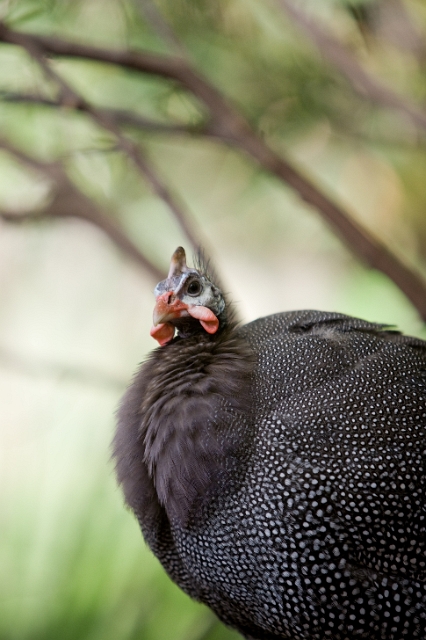 birds_zoo_4.jpg