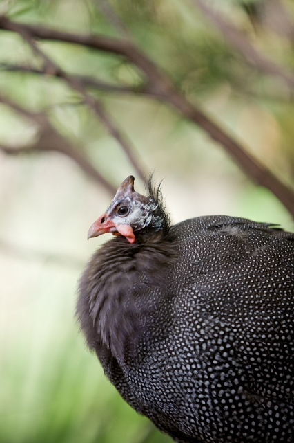 birds_zoo_5.jpg