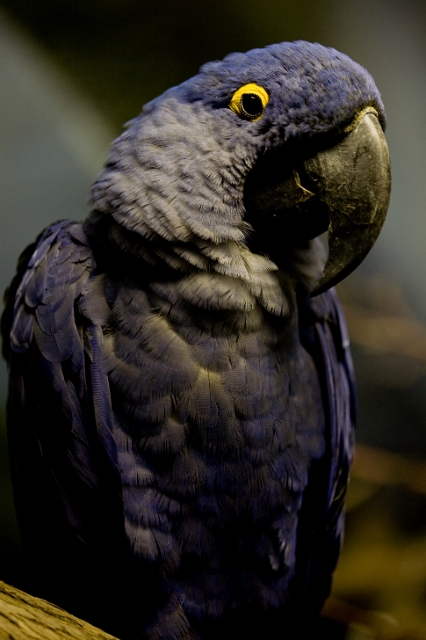 birds_zoo_8.jpg