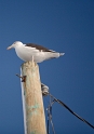 birds_seagulls_6
