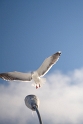 birds_seagulls_7
