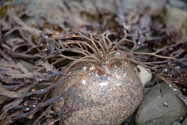 eastern_canada_beach_sand_18.jpg