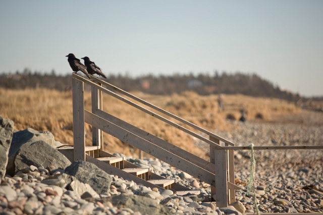 eastern_canada_lawrencetown_beach_4.jpg