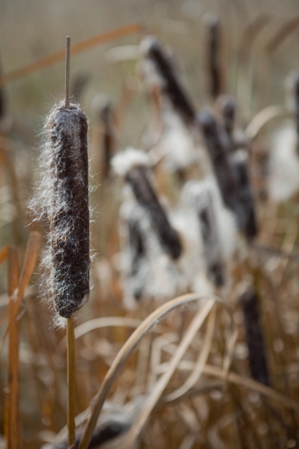 nature_cattails_1.jpg