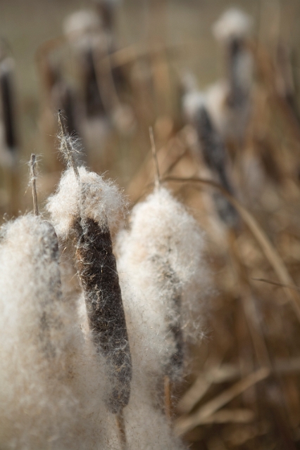 nature_cattails_2.jpg