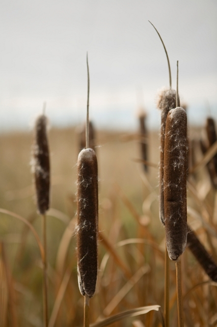 nature_cattails_3.jpg