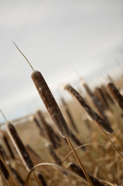 nature_cattails_4.jpg