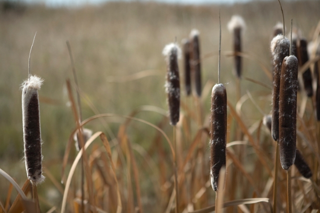 nature_cattails_5.jpg