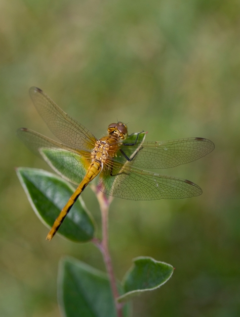 nature_dragonfly_1.jpg