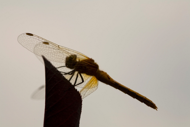 nature_dragonfly_2.jpg