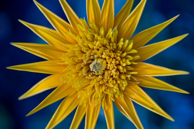nature_flowers_wild_13.jpg