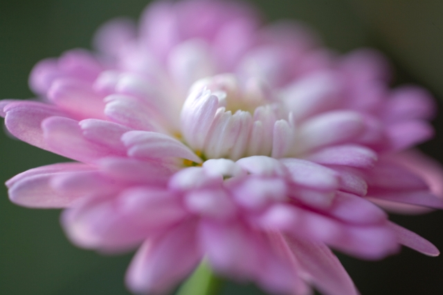 nature_flowers_wild_15.jpg