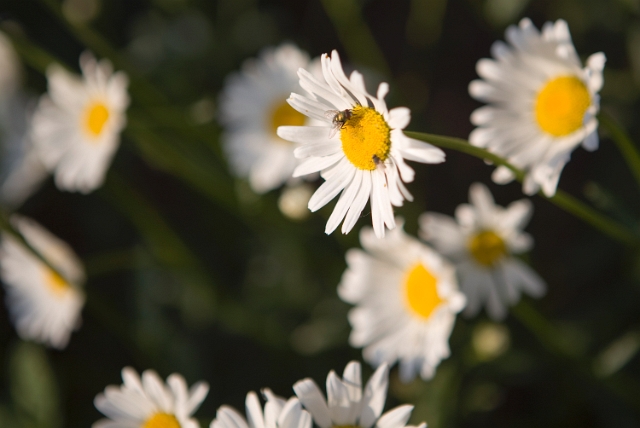 nature_flowers_wild_22.jpg
