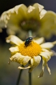 nature_flowers_house_fly_1