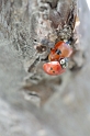 nature_ladybugs_1